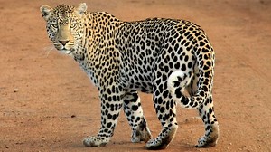Leopard Fact Sheet
