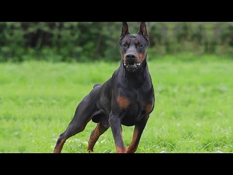 The Power of DOBERMAN, He was created for this