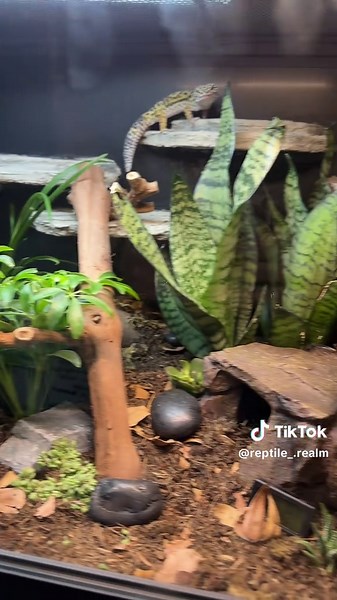 Leopard Gecko Bioactive Terrarium Setup