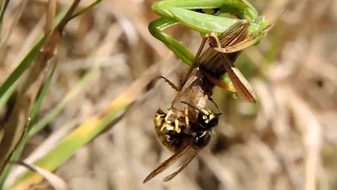 Praying Mantis vs. All: Wild Encounters With Cats, Hedgehogs, Lizards, & More