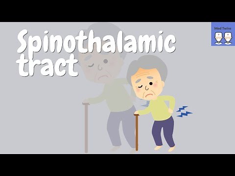 Spinothalamic tract simplified [made easy]