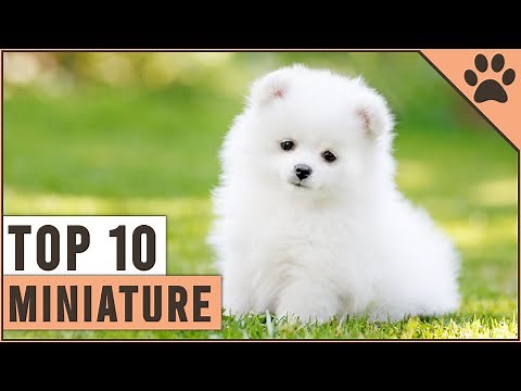 Top 10 Miniature Dog Breeds That Are Just Too Cute