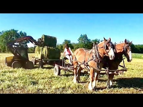 The Entire Process of Making Hay with Horses!! Mowing Hay, Raking, Round Baling, and Hauling Bales