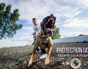 Protection Dogs Worldwide on Reels