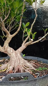 Next stage cutting #fblifestyle #ficusmicrocarpa #bonsaitree | Karimun Java