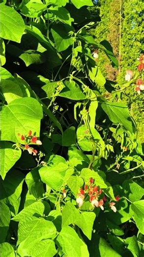 Scarlet Runner Bean: The Most Beautiful & Delicious Bean You’ll Ever Grow