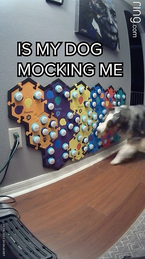 4.8K views · 1.3K reactions | Do you think he was mimicking Daddy?  @fluentpet *Use code LETSGORIP for 12% off buttons($50+)* #talkingdog #letsgoripley #ripleytalks #dogswhotalkback | Lets Go Rip | Facebook