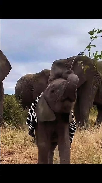 Why Baby Elephants Are the Most Spoiled Babies 🐘❤️
