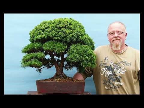 Pruning & Styling Juniper Bonsai by Graham Potter