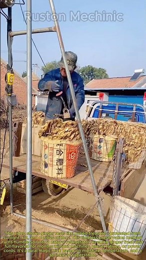 Traditional Ginger Storage: How to Store Ginger Underground for Months