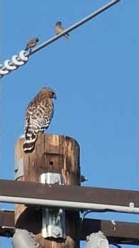Hawk Screeching in Animal Alley #hawk #birds #birding #birdwatching #animalalley #wildlife
