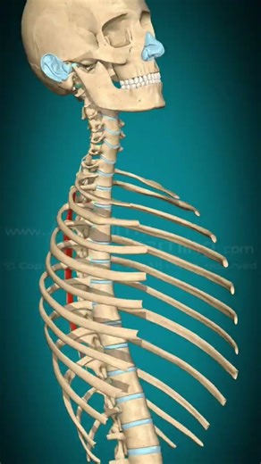 “3D Anatomy: Semispinalis Thoracis Muscle Action (Extension & Rotation)”