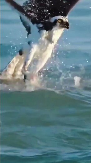 The Mighty Eagle: Catching Fish with Precision