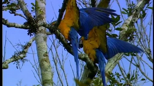 Baby Einstein: Animais Do Mundo (World Animals 2004 Portuguese)