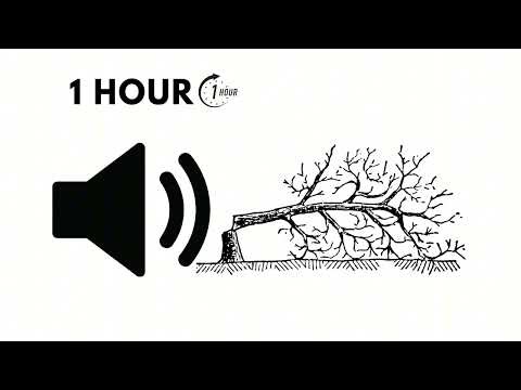 1 Hour of Tree Falling Sounds — Real Forest ASMR and Powerful Nature Ambience