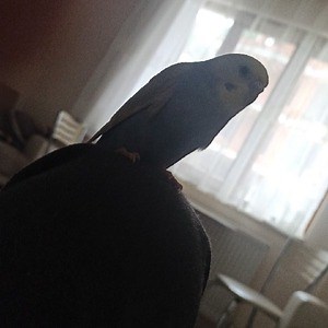 naxet9 - Twitch