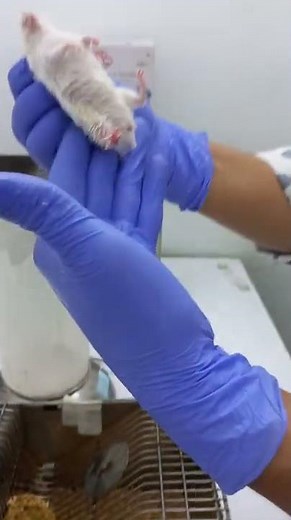 Tail and Scruff Handling of Mice for Intraperitoneal Injection