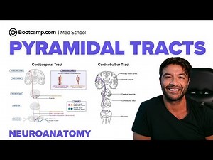 Pyramidal Tracts: Corticospinal & Corticobulbar Pathways | Decussation & Clinical Signs