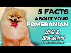 The Secrets of Pomeranian Dogs