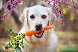 How Much to Feed a Labrador (Puppy & Adult Feeding Chart)