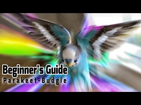 How to take Care of a Parakeet | Budgie [Beginner's Guide to Pet Birds]