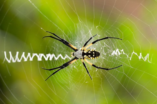 All About the Huge, But Beneficial, Garden Spider