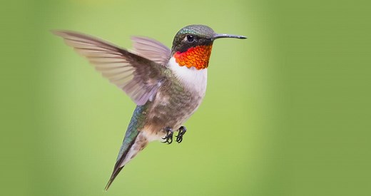 Ruby-throated Hummingbird Identification, All About Birds, Cornell Lab of Ornithology