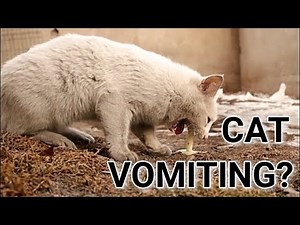 Cat Vomiting: Causes