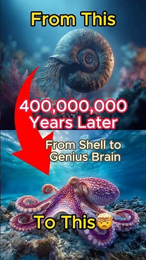 The Evolution of Octopus 🐙 From Ammonite to Genius #evolution #octopus #ai