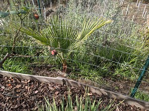 Garden Hack: The easy way to get rid of small trees | Sage's Acre