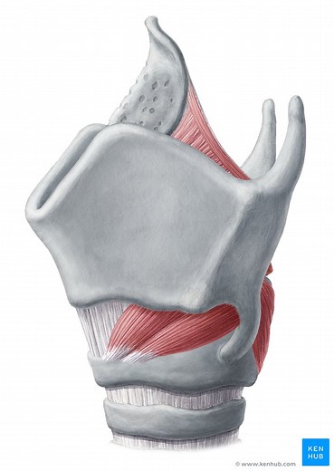 Cartilages of the larynx