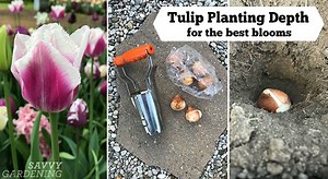 Tulip Planting Depth: How to Plant Your Tulip Bulbs