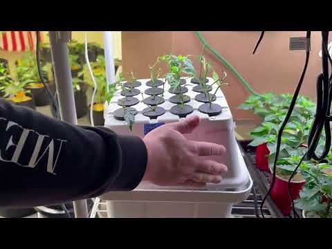 EZ Clone Plant Cloning System - Overview and First Impressions