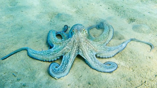 How do octopuses change color?