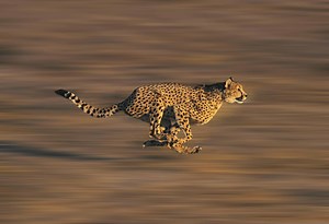 Discover the Real Reason Cheetahs Need to Run So Fast