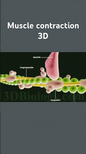 Muscle contraction 3D animation #animation #muscles
