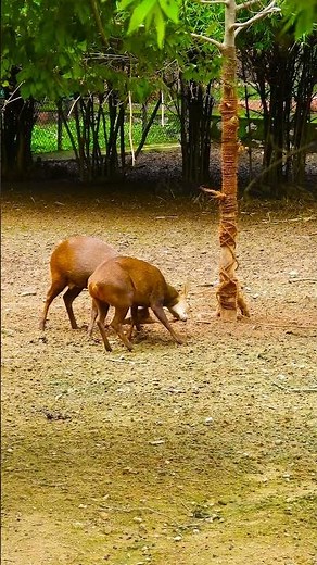 Deer Mating Season: The Courtship and Rutting Rituals Explained