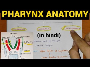 Pharynx Anatomy (1/4) | Head & Neck | Anatomy