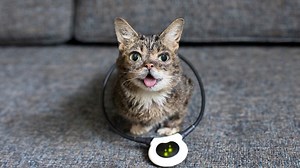 Over the past 5 years, the Assisi Loop has helped Lil BUB regain her mobility and become pain-free. Visit www.assisianimalhealth.com/lilbub to see if it can help your cat too! #sponsored | Lil Bub