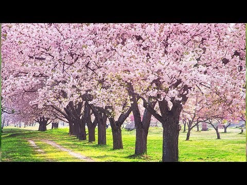 Peaceful Music, Relaxing Music, Instrumental Music "Birds of Spring" by Tim Janis