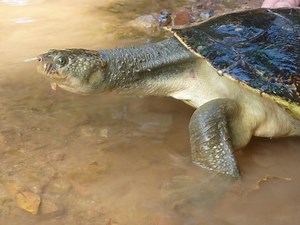 Mary River turtle added to world's most endangered list - Australian Geographic
