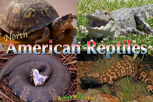 North American Reptiles List With Pictures & Facts: Reptiles of the USA