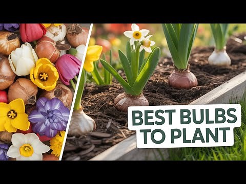 Fall Bulb Planting Guide | How to Plant Flower Bulbs for Beautiful Spring Blooms