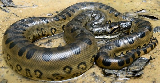 What Do Anacondas Eat? A Guide to Their Diet
