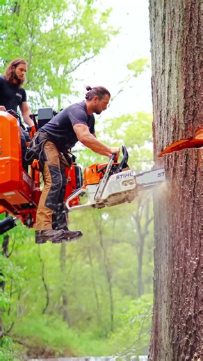 How Fast Can a Pro Cut This Giant Tree? #fastcutting #chainsawpro