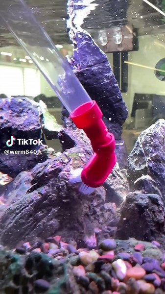 Creating the Perfect Freshwater Aquarium Setup