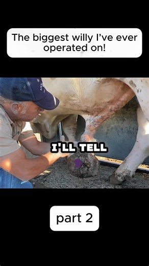 Surgeoning Cow Abscesses: A Vet's Experience