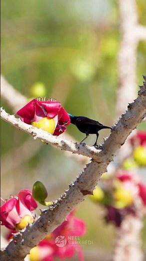 Vibrant Birds of India: Plum-headed Parakeet, Purple Sunbird & Bulbul in Action