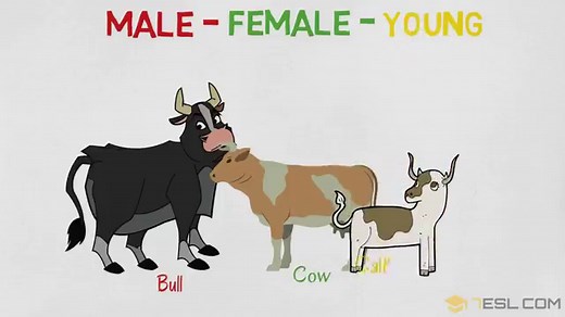 Insects Names with Cool Pictures • 7ESL