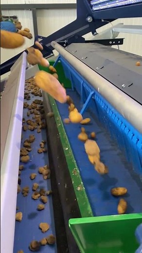 How Do Potatoes Get Sorted So Fast? | TOMRA 3A Potato Sorting Machine